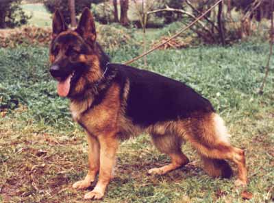 Ulises de El Principado